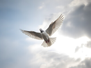 White pigeon or dove flying in cloudy sky