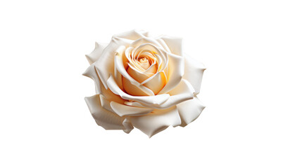 big white rose, white blooming flower isolated on white background
