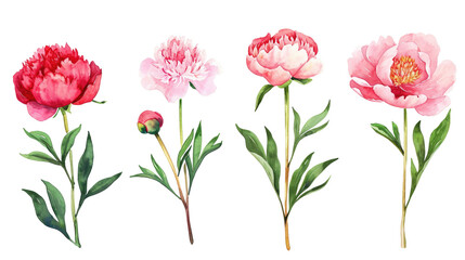 Obraz premium Set of peonies flower soft pink and red color Watercolor, spring collection of hand-drawn flowers, Botanical plant illustration on transparent background