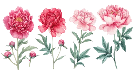 Foto op Canvas Set of peonies flower soft pink and red color Watercolor, spring collection of hand-drawn flowers, Botanical plant illustration on transparent background © Serhii
