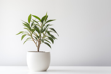 Indoor plant in a pot on the white background. Space for text. Generative AI