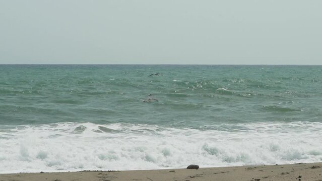 Pelicans flying at white beach near Tayrona national park.