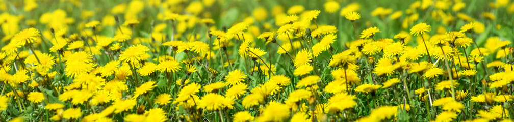   Flowers of dandelion are in the rays. Natural spring background with blooming dandelions flowers. Many yellow dandelion flowers on meadow in nature. - 711420111