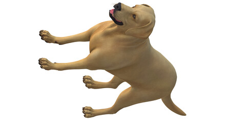 Dog isolated on a Transparent Background