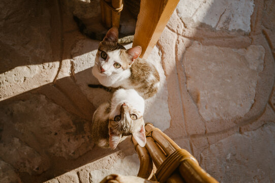 chats jumeaux mignons regardant vers le heut