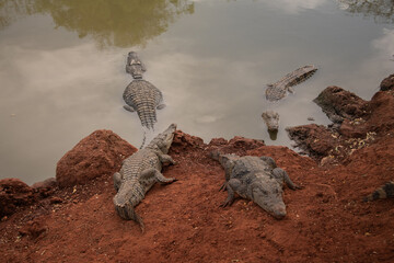 alligators in relaxing in the water and on red soil on safari in Africa