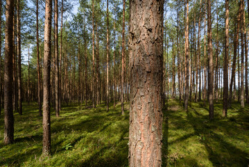 FOREST - Pine landscape in the sunlight
