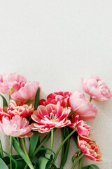 Modern tulips flat lay on grey stone background. Happy Valentines day and happy mother's day bouquet. Stylish beautiful floral wallpaper with space for text. Tender red and pink flowers banner