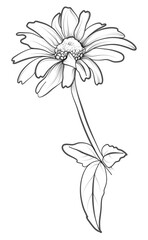 hand-drawn Gerbera flower vector illustration
