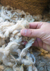 Mature mans hand touching a lock of freshly sheared wool