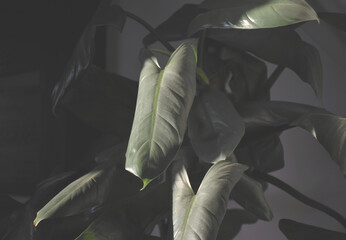 Dark vintage picture of Philodendron Hastatum. Plant with silver, gray leaves.