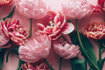 Modern tulips flat lay on pink background. Happy Valentines day and happy mothers day bouquet....