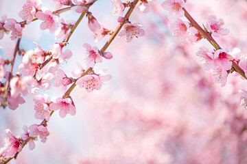 beautiful branches with pink flowers of a blooming peach tree in the garden.

