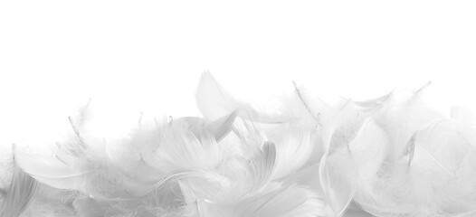 Beautiful fluffy bird feathers isolated on white