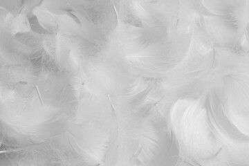 Beautiful fluffy bird feathers on white background, flat lay - obrazy, fototapety, plakaty