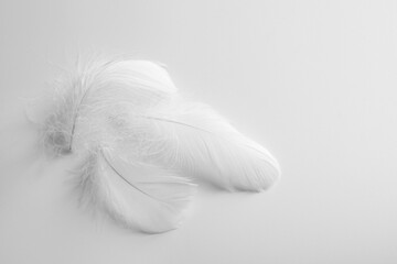 Beautiful fluffy bird feathers on white background. Space for text