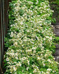 A bed of garden strawberries with white flowers.
