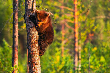 bear cub on a tree
