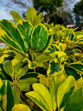 Variegated leaf of Octopus Tree or Umbrella Tree (Schefflera Actinophylla, Schefflera Arboricola Janine). Greenhouse plant for modern interior decoration. Exotic yellow and green leaves plant.
