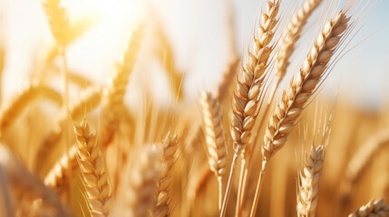 Close up of ripe golden wheat ears, field of wheat in a summer day, sun flare. Harvesting period. Generative AI