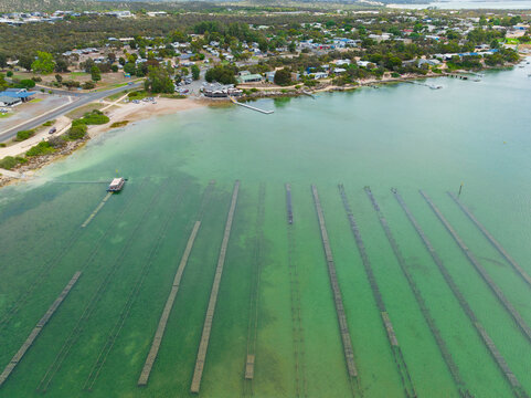 Aerial view of an oyster farm in a shallow bay alongside a coastal town