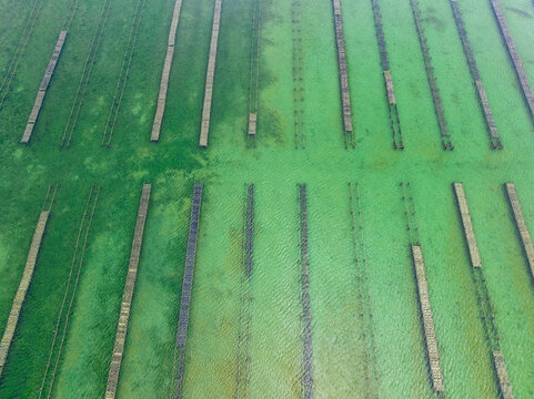 Aerial view of an oyster farm in a shallow bay