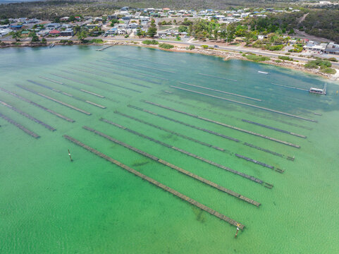 Aerial view of an oyster farm in a shallow bay alongside a coastal town