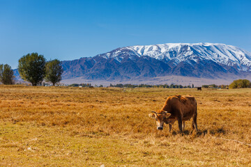 yellow milk cow grazing in front of mountains sunny autumn afternoon.