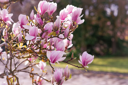 pink flowers on a chinese magnolia tree in spring