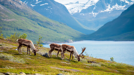 Obraz premium Reindeer grazing by a Norwegian fjord with mountains. 