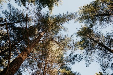 Looking up into trees with branches, bark, green leaves and blue skies