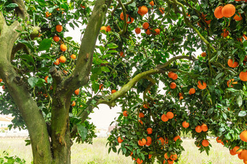 Orange tree or citrus sinensis almost covered with oranges. Great harvest in the orchard.