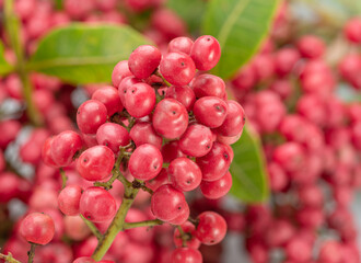 Fresh pink peppercorns on branch with green leaves close-up.