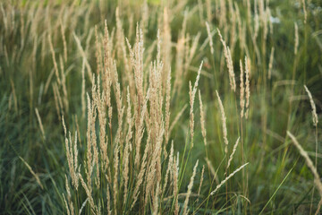 Abstract natural background of soft plants Cortaderia selloana. Pampas grass on a blurry bokeh, Dry reeds boho style. Fluffy stems of tall grass, soft focus