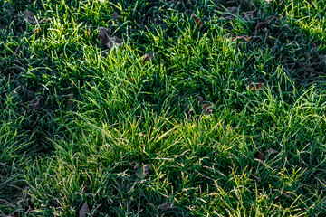 frosty green grass at morning closeup with selective focus and backlight.
