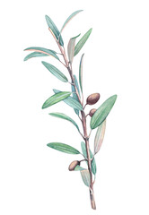 Detailed watercolor botany olive branch with vibrant leaves and olives. Hand painted high resolution olive tree twig with transparent background PNG