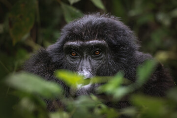 Soulful eyes of a mountain gorilla peek through the lush leaves in Bwindi Impenetrable Forest evoking a sense of curiosity