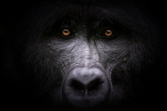 Piercing eyes of a mountain gorilla emerge from the darkness creating a captivating and intense portrait