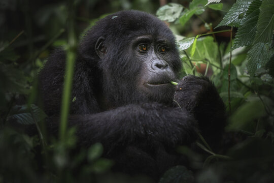 Gentle eyes of a young mountain gorilla as it delicately handles vegetation in the heart of Bwindi Impenetrable Forest