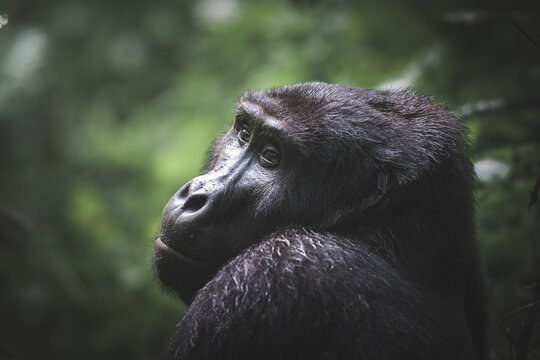 A thoughtful mountain gorilla gazes upwards its profile accentuated by the soft natural light filtering through Bwindi Forest