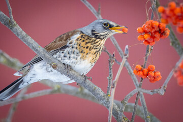 A Fieldfare sits on the branch of a rowan tree and eats its berries in cold sunny winter day. Close-up portrait of Fieldfare holding a berry in the beak with cherry brown background.