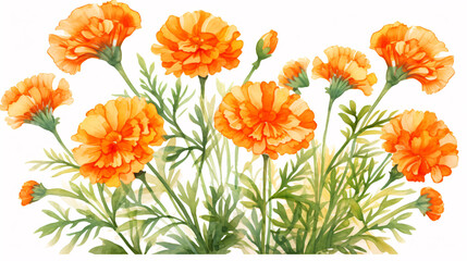 Set of marigold flowers isolated on white background. Vector illustration.