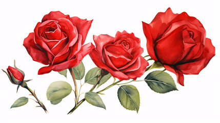 Three red roses isolated on a white background. Watercolor illustration.