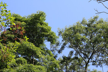 trees and sky. branches against sky. treetops under blue sky.