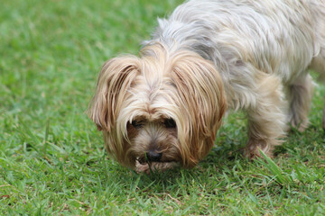 yorkshire terrier portrait. yorkshire terrier on the grass. yorkshire terrier on green grass. dog...
