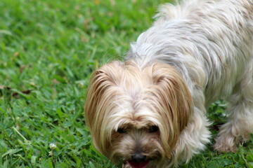 Naklejka na ściany i meble yorkshire terrier on the grass. yorkshire terrier on green grass. dog in the grass.