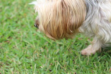 yorkshire terrier on the grass. yorkshire terrier on green grass. dog in the grass.