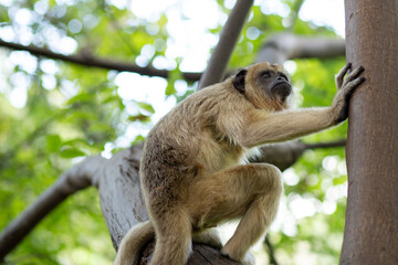 Naklejka premium Um Macaco-bugio preto, fêmea, empoleirado em um galho de uma árvore no parque. (Alouatta caraya)