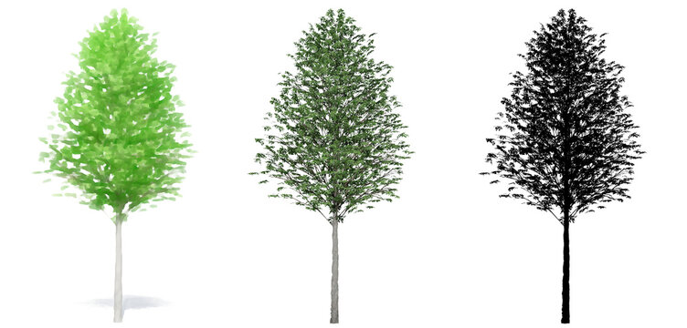 Set or collection of European  Linden trees, painted, natural and as a black silhouette on white background. Concept or conceptual 3d illustration for nature, ecology and conservation, strength