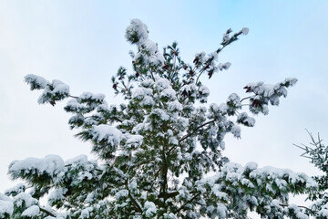 View of a snow-covered treetop against a blue sky.